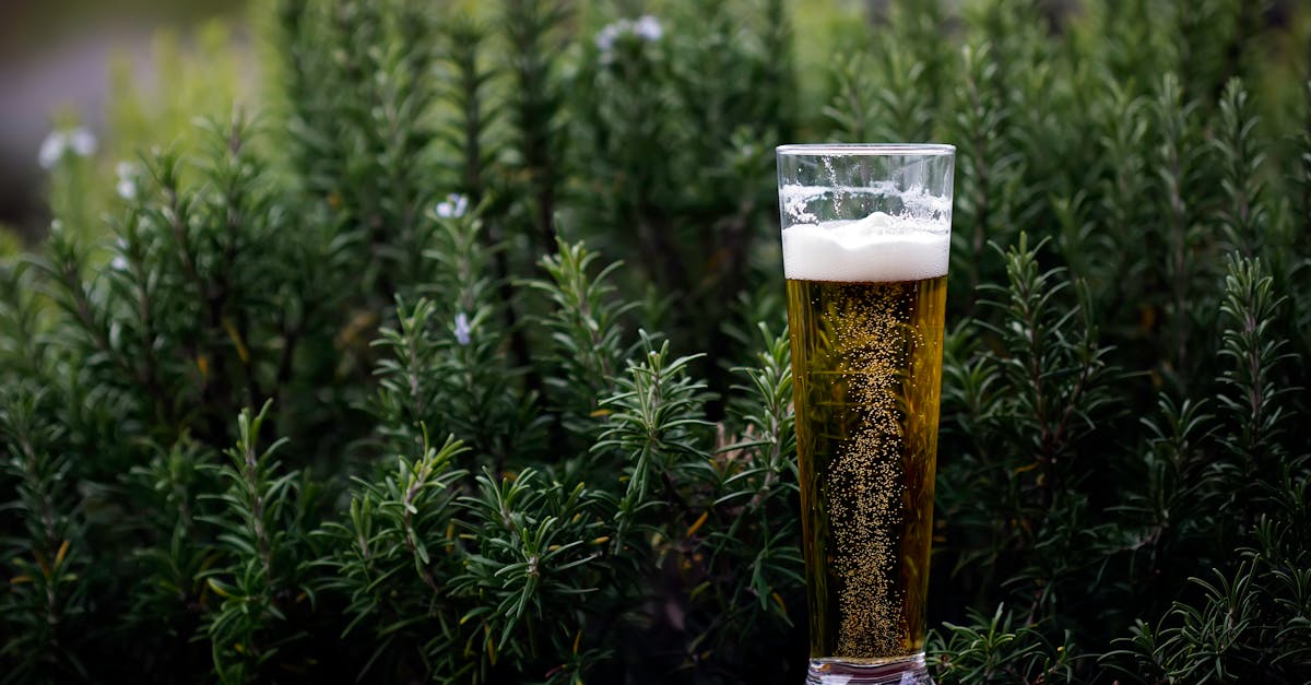 découvrez le monde captivant de la bière, ses différents styles, saveurs et histoires. que vous soyez un amateur éclairé ou un débutant, plongez dans l'univers de la bière artisanale et apprenez à apprécier ses subtilités.