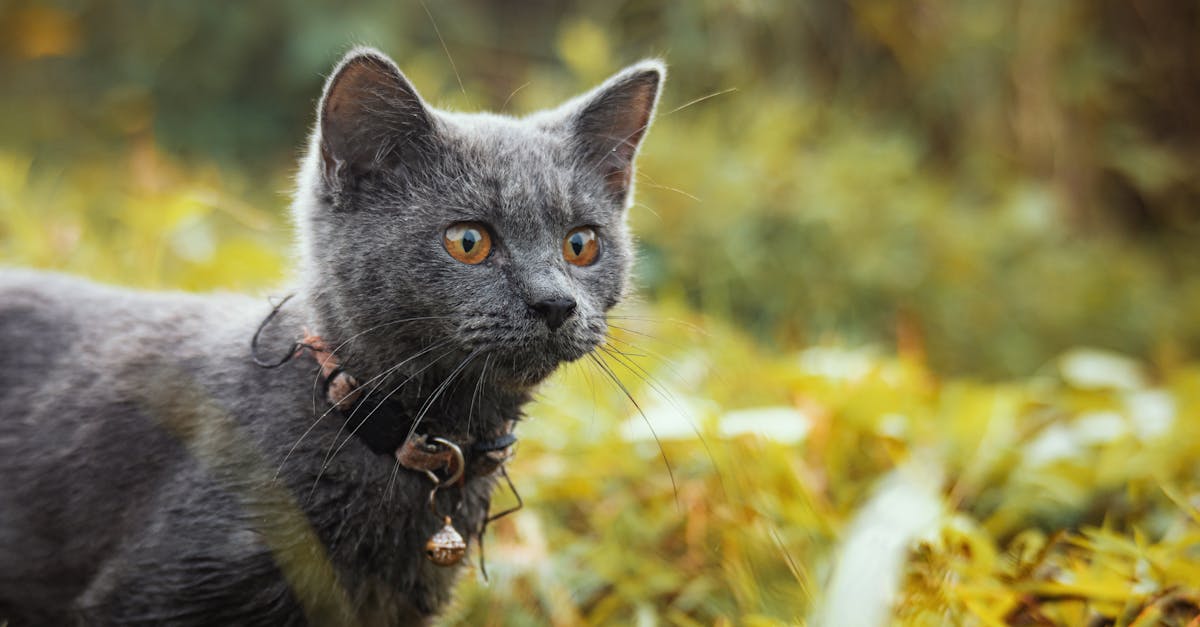 découvrez notre collection de colliers pour chats, alliant confort et style. des designs variés et des matériaux de qualité pour assurer la sécurité et le bien-être de votre félin, tout en ajoutant une touche de personnalité à son look.