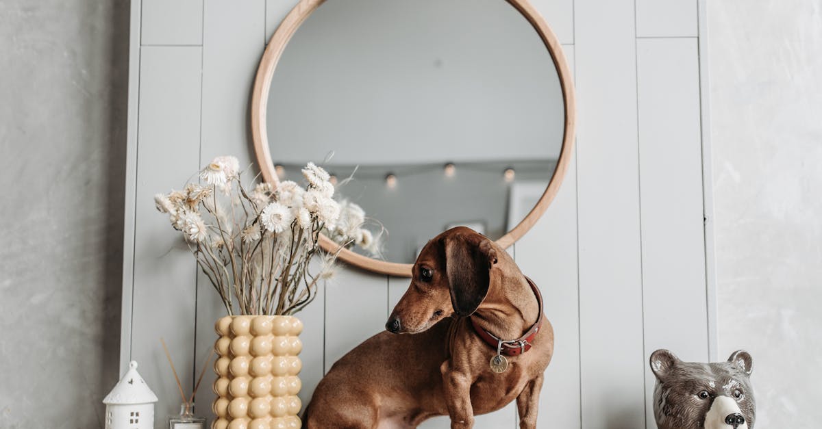 découvrez notre collection de colliers pour chiens alliant confort et style. fabriqués avec des matériaux durables, nos colliers garantissent sécurité et élégance pour votre compagnon à quatre pattes. parfait pour les promenades quotidiennes ou les aventures en plein air.
