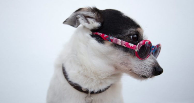 découvrez notre sélection de colliers pour chiens alliant confort et style. offrez à votre compagnon à fourrure le collier parfait qui reflète sa personnalité tout en assurant sa sécurité. idéal pour les promenades, notre collection comprend des modèles variés adaptés à toutes les tailles et races de chiens.