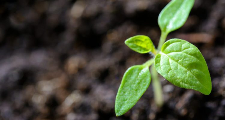 découvrez des solutions innovantes et des conseils pratiques pour adopter la durabilité au quotidien, réduire votre empreinte écologique et construire un avenir plus vert.